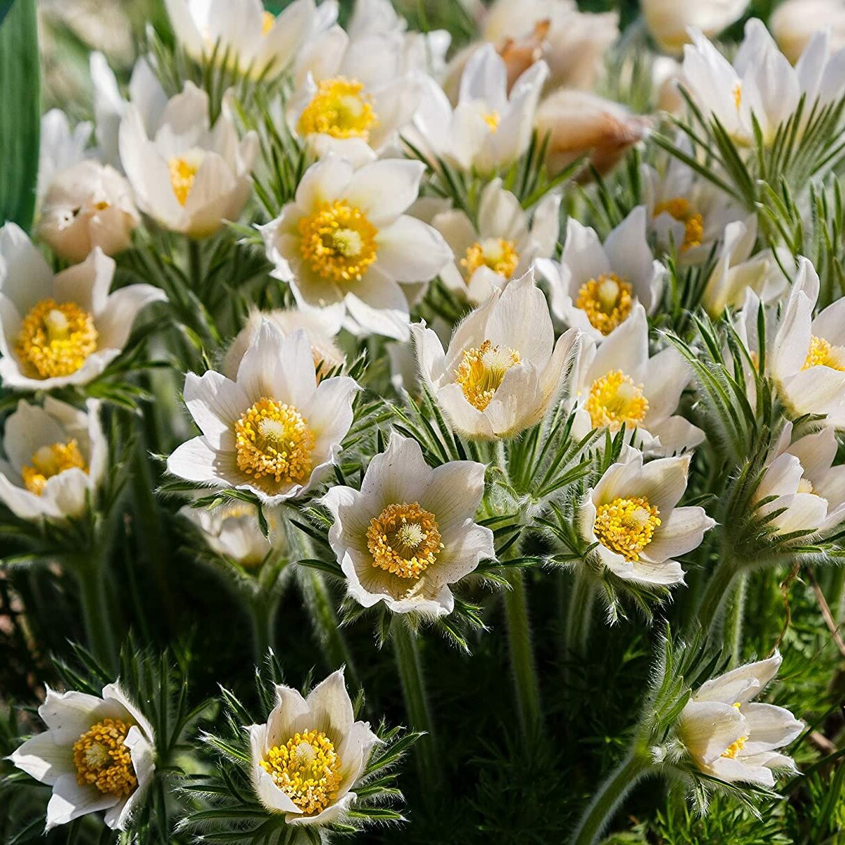 Anemone Pulsatilla цветок