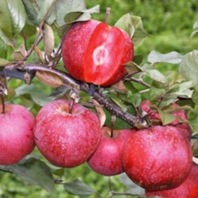 Яблоня красномясая Ред Кетти (саженец окс в сетке с торфом)