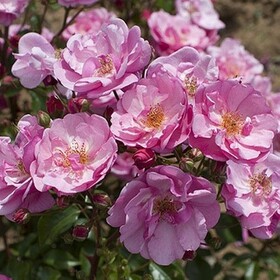Роза почвопокровная Lavender Meidiland 