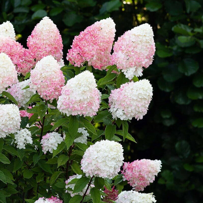Гортензия метельчатая бело розовая фото