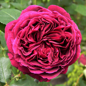 Роза Английская Фальстаф (Falstaff) BOL (торф+сетка)
