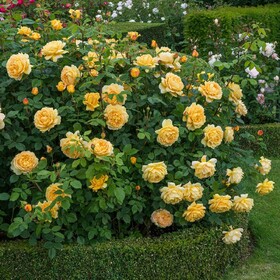 Роза шраб Голден Селебрейшен (Golden Celebration) BOL (торф+сетка)