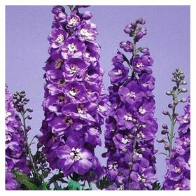 Дельфиниум культурный Magic Fountains Lavender with White Bee