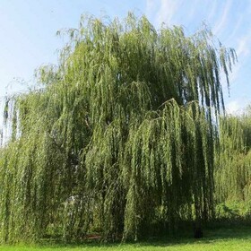 
                https://content.gdesemena.ru/images/catalog/44934_8e7e4fae848efc7d18d5e77e9aa83bab3861ade8582e9c76e3ea627a60c0090f.jpg
