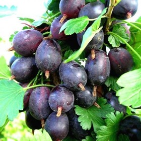
                https://content.gdesemena.ru/images/catalog/45245_78d00237794fd3237f2d982a7e9387d02b127d5dded6668b73427353fc76cb5b.jpg
