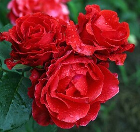 Роза Чайно-гибридная El Toro