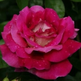 Роза Чайно-гибридная Kronenbourg