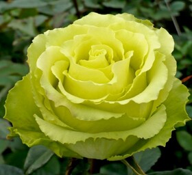 Роза Чайно-гибридная Limbo