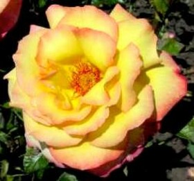 Роза Чайно-гибридная Peer Gynt