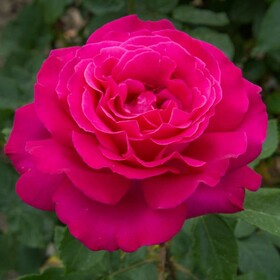 Роза Чайно-гибридная Velasquez