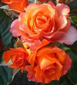 Роза Чайно-гибридная Verano