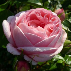 Роза Чайно-гибридная Voyage