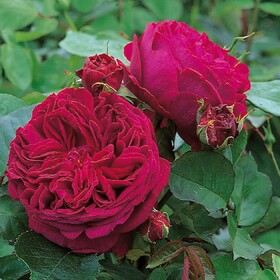Роза Английская кустовая Falstaff