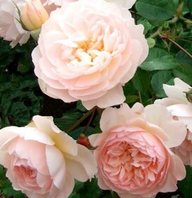 Роза Английская кустовая The Generous Gardener