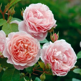 Роза Английская кустовая Strawberry Hill