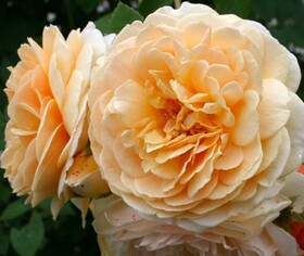 Роза Английская кустовая English Garden
