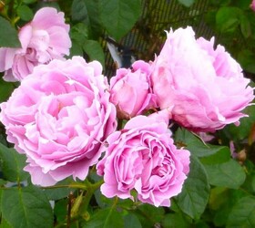 Роза Кустовая Mary Rose