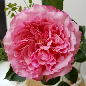 Роза Кустовая Mayra's Rose