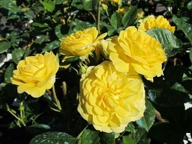 Роза Кустовая Yellow Meilove