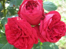 Роза Кустовая Red Eden Rose