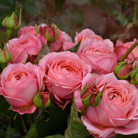 Роза кустовая Romantic Antike