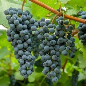 Виноград плодовый Первенец Амура