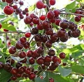 
                https://content.gdesemena.ru/images/catalog/46270_7c610f181dfe835a2f00d52b4274f7e4b5657eecd80bafcc35eec7754db09902.jpg
