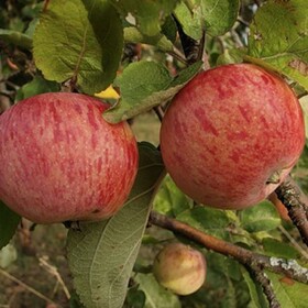 Яблоня Плодовая Штрейфлинг