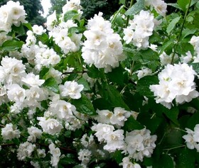Чубушник (Жасмин садовый) гибридный Bouquet Blanc
