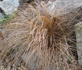 Осока власовидная сорта Бронз Кёрлз ( Carex comans Bronze Curls)