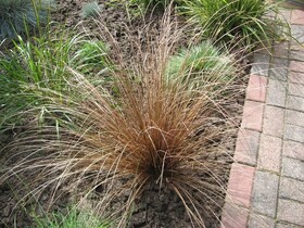 Осока власовидная сорта Бронз Кёрлз ( Carex comans Bronze Curls)