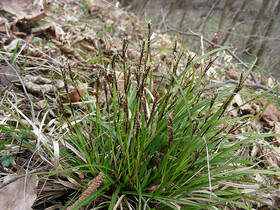 Осока пальчатая ( Carex digitata)