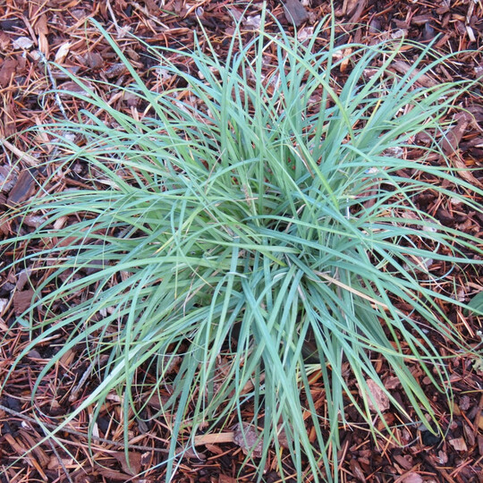 Осока просяная Памира (Carex panicea Pamira)