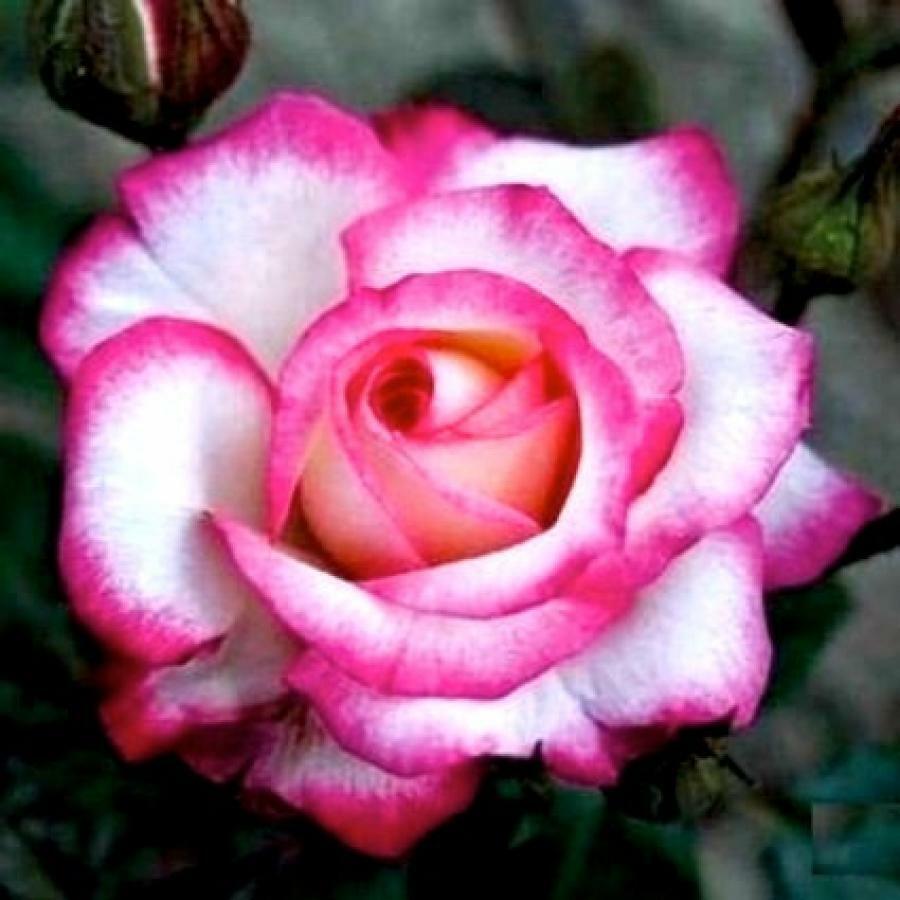 Чайно-гибридная роза Рина Херхольд