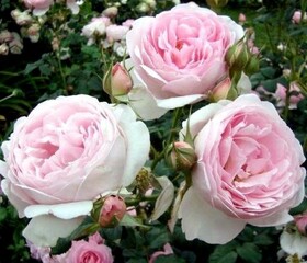 Роза Английская кустовая The Wedgwood Rose