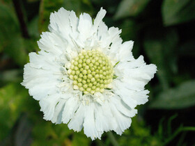Скабиоза гибридная White Flower