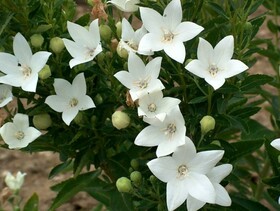 Платикодон крупноцветковый Astra White