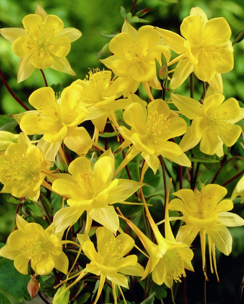 Желтые Домашние Цветы Фото С Названием