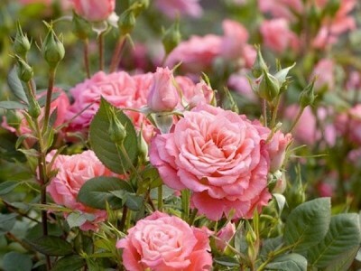 
                https://content.gdesemena.ru/images/catalog/57658_8b9b87d6df2afff03fc97dc8c69c091e3d2de56d87f8d8b1760659823047e079.jpg
