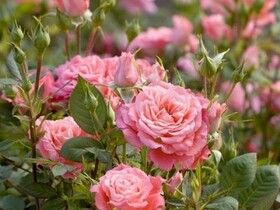 
                https://content.gdesemena.ru/images/catalog/57658_8b9b87d6df2afff03fc97dc8c69c091e3d2de56d87f8d8b1760659823047e079.jpg
