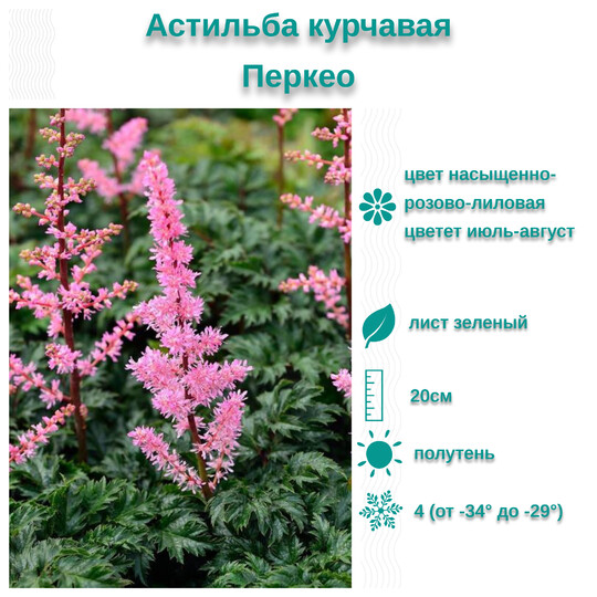 
                https://content.gdesemena.ru/images/catalog/57813_36ede5e8a0c41be45dccc8968be5a433171f802c5c8be8d6b4b69ff615914cf8.jpg
