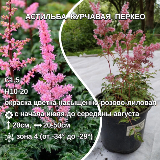 
                https://content.gdesemena.ru/images/catalog/57813_6cc131eb882345eca6dbfd8a62f91d34f0d57a9a15c8d54e09f321489ae49357.jpg
