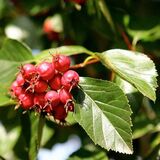 
                https://content.gdesemena.ru/images/catalog/57945_608222c648dd0574d60ee95f6a6371ab8ac52fb03efc4df04e5c51c7722663ba.jpg
