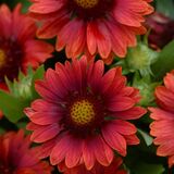 
                https://content.gdesemena.ru/images/catalog/58054_a8e9ba0220ccdce39abe8b11f362081bc5495c3f23eebc94028132447e735618.jpg

