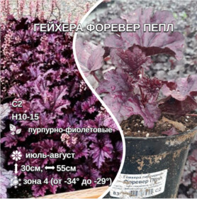 
                https://content.gdesemena.ru/images/catalog/58073_c4de241f7a80a47afcb05244ee9ca01b6631bc6856c6ff5324d0e058972c0b7e.jpg
