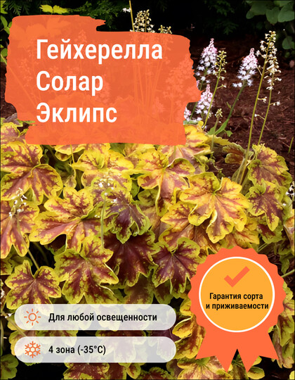 
                https://content.gdesemena.ru/images/catalog/58086_4c11c8b9e4ef4a8a09a3f3adf386308c9e937f938bdffae452cd8f9647ad94d4.jpg
