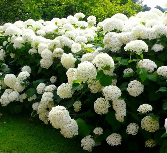 
                https://content.gdesemena.ru/images/catalog/58141_9defe8af3fe6811d151c298e381d6d8dbda9ab786f2843d6fc74de83855deb7b.jpg
