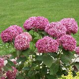 
                https://content.gdesemena.ru/images/catalog/58142_37d197a8b814770a3f02250e7cd1fea5732e7b355033a70820aeff689bd506b0.jpg
