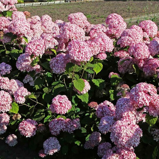 
                https://content.gdesemena.ru/images/catalog/58145_138851382188a89f8c36b5c578ddd2a099aaa3324d8e54b43862bd183333cee9.jpg
