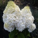 
                https://content.gdesemena.ru/images/catalog/58174_46e7efdb9e510d08acbe8a9bc786bd1991fa90e1e9b71b5476c8206a3a5f5e7b.jpg
